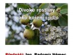 divoke_rostliny01
