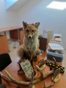 Proběhlo: Les na talíři aneb lesní pedagogika s paní Trojanovou